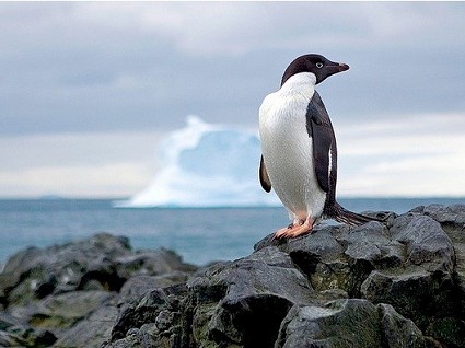 Ecco Google Penguin, come funziona l'aggiornamento dell'algoritmo di penalizzazione del motore di ricerca
