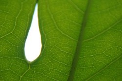 La foglia artificiale usa il sole per dividere idrogeno ed ossigeno