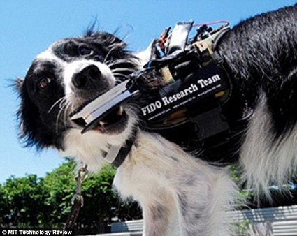 I Google Glasses per i cani da lavoro