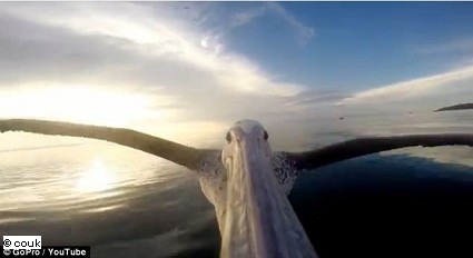 Big Bird: il pellicano con la GoPro sul becco