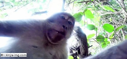 Succede a Bali: scimmia ruba GoPro a turista per farsi un selfie
